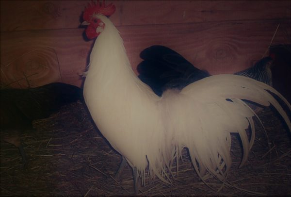 White Phoenix Bantam Chicken