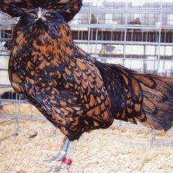 Golden Laced Polish Chicken