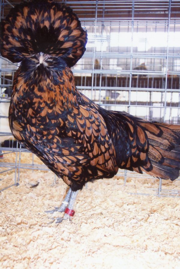 Golden Laced Polish Chicken