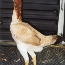 Saipan Chicken