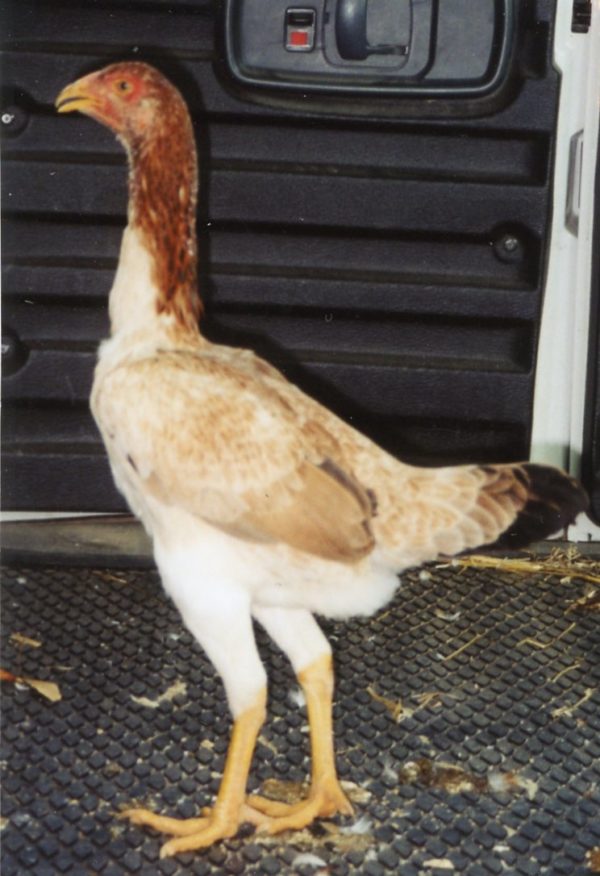 Saipan Chicken