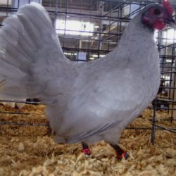 Self Blue Old English Game Bantam Chicken