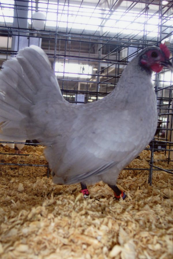 Self Blue Old English Game Bantam Chicken