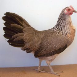 Silver Duckwing Phoenix Standard Chicken