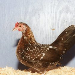 Spangled Old English Game Bantam Chicken