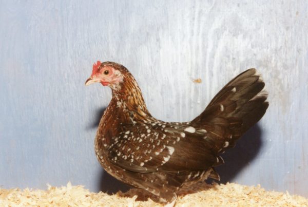 Spangled Old English Game Bantam Chicken