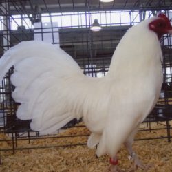 White Old English Game Bantam Chicken