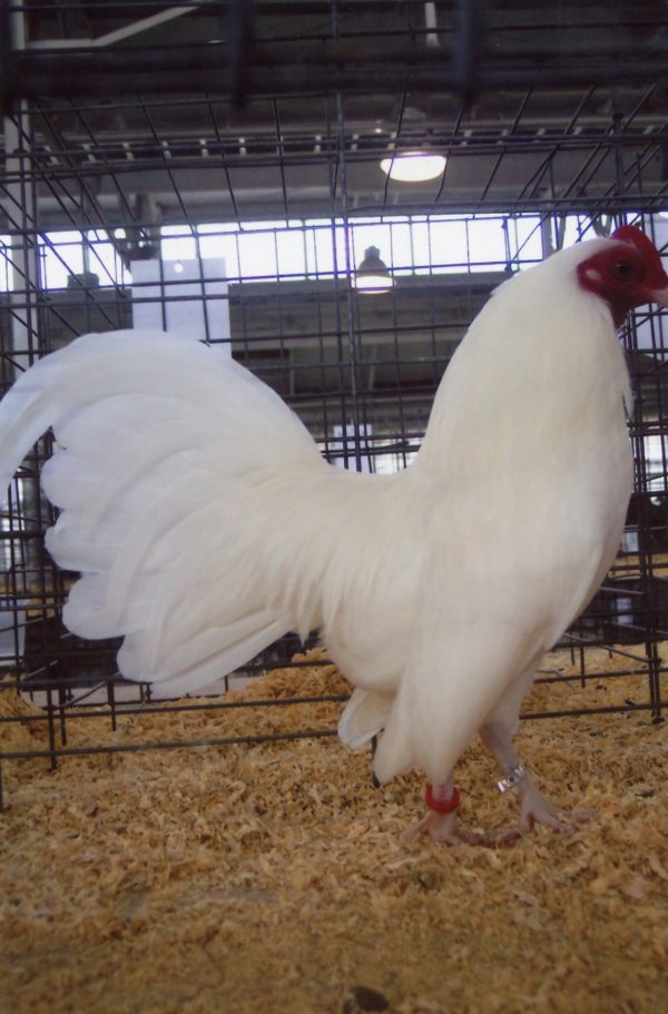 White Old English Game Bantam Chicken