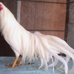 White Yokohama Chicken