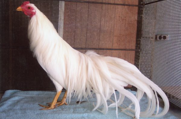 White Yokohama Chicken