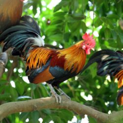 Red Jungle Fowl Chicken