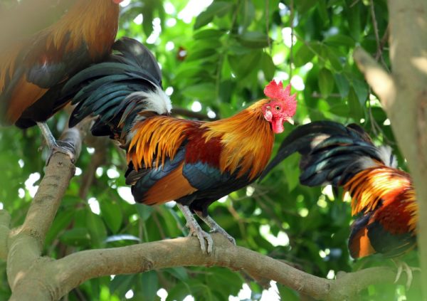 Red Jungle Fowl Chicken