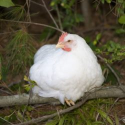 Rhode Island White Chicken