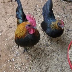 Brown Red Old English Game Bantam