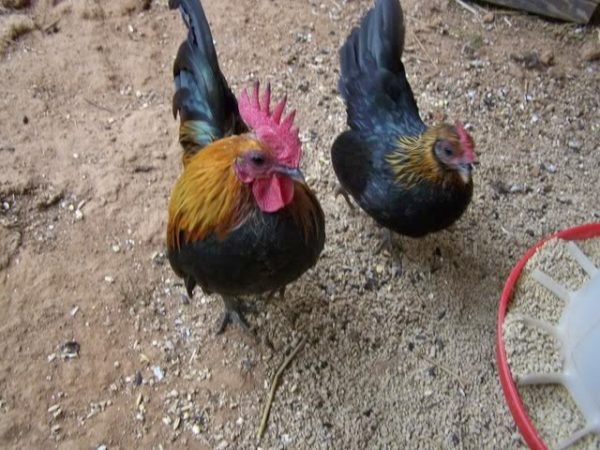 Brown Red Old English Game Bantam