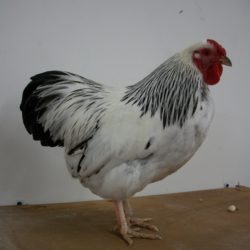 Columbian Wyandotte Bantam