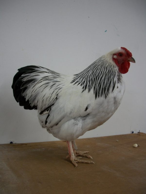 Columbian Wyandotte Bantam