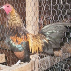 Brassy Back Old English Game Bantam