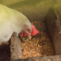 chicken eating feed