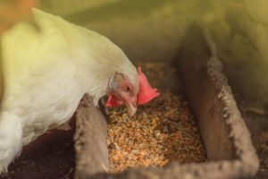 chicken eating feed