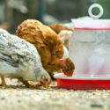 chickens feeding on grit and oyster shells