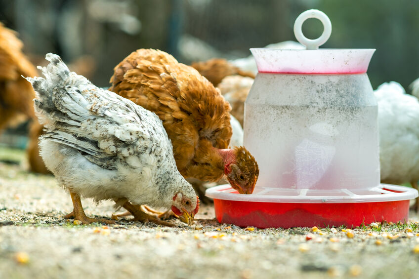 chickens feeding on grit and oyster shells