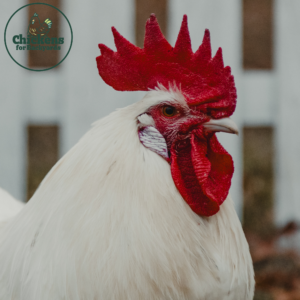 An Austra White Rooster in a backyard