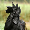 Ayam Cemani Chicken