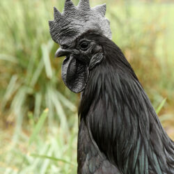 Ayam Cemani Chicken