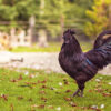 Ayam Cemani Chicken