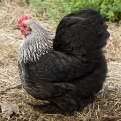 Birchen Cochin Bantam Chicken