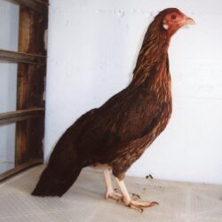 Black Breasted Red Cubalaya Bantam