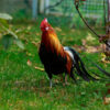 Black Breasted Red Phoenix Standard