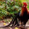 Black Breasted Red Phoenix Standard