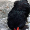 Black Cochin Bantam