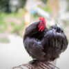 Black Cochin Bantam