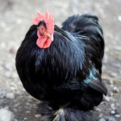 Black Cochin Bantams Chicken