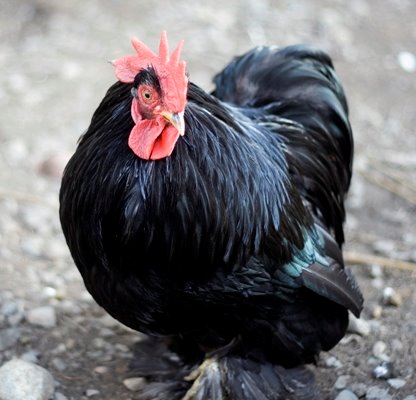 Black Cochin Bantams Chicken