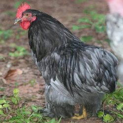 Blue Cochin Bantam Chicken