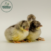 Blue Rosecomb Bantam - Image 2