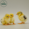 Columbian Wyandotte Bantam - Image 2