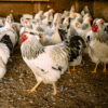 Chickens in a coop