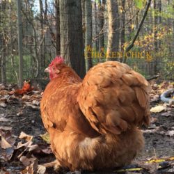 Buff Cochin Bantam