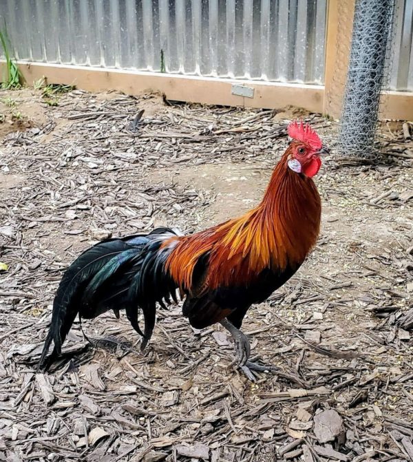 Black Breasted Red Phoenix Standard