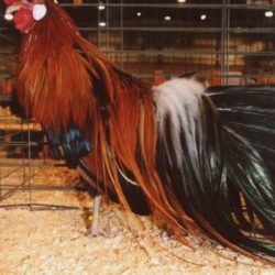 Black Breasted Red Phoenix Bantam Chicken