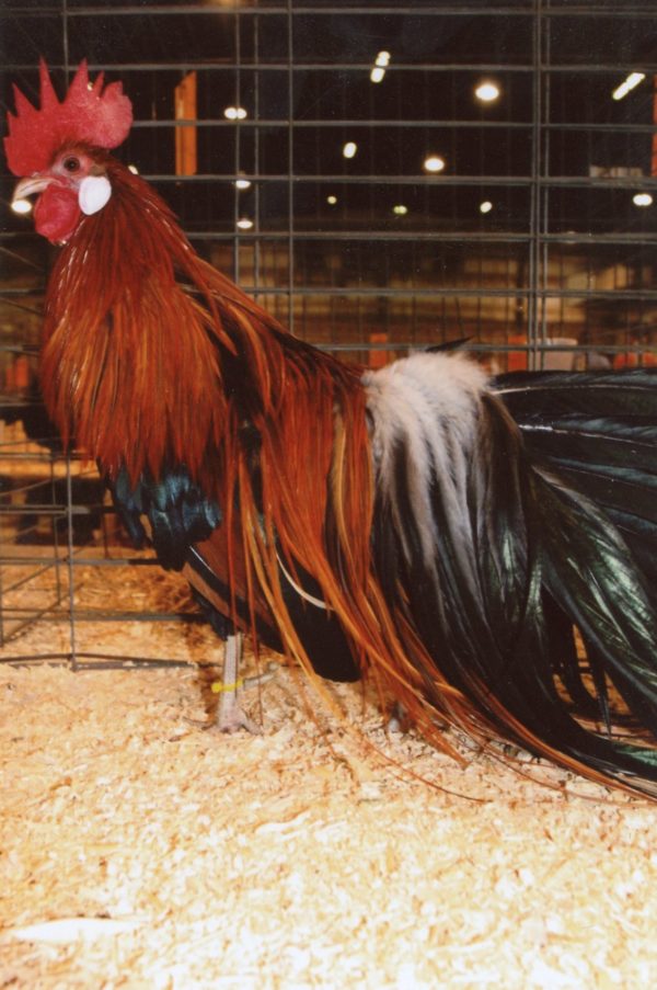 Black Breasted Red Phoenix Bantam Chicken