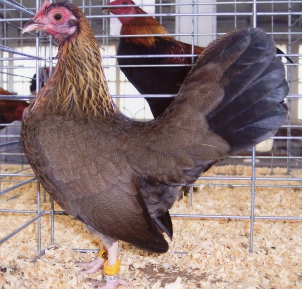 Black Breasted Red Old English Game Bantam Hen