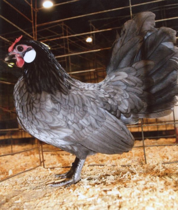 Blue Rosecomb Bantam