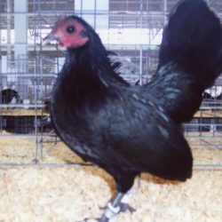 Black Old English Game Bantam Chicken