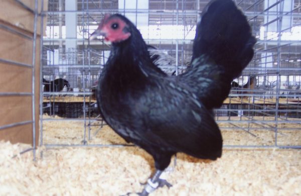 Black Old English Game Bantam Chicken